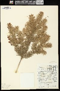 Abies balsamea image