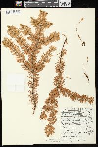 Abies balsamea image