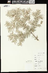 Abies balsamea image