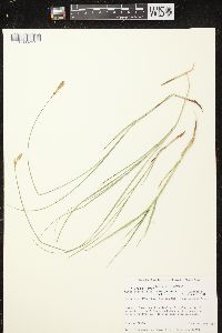 Carex siccata image