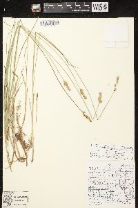 Carex siccata image