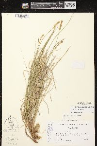 Carex siccata image