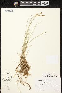 Carex siccata image