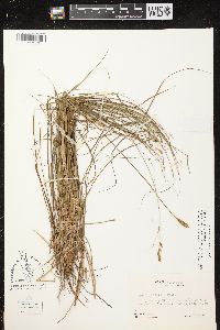 Carex siccata image