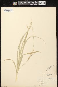 Carex sparganioides image