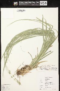 Carex sparganioides image