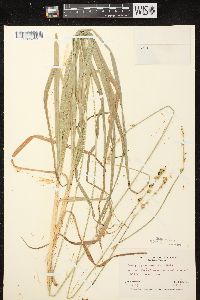 Carex sparganioides image