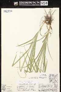 Carex sparganioides image