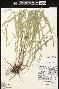 Carex sparganioides image