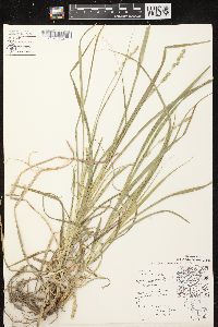 Carex sparganioides image