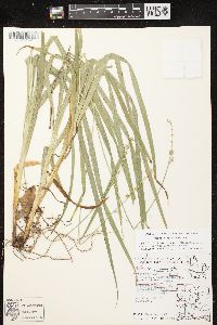 Carex sparganioides image