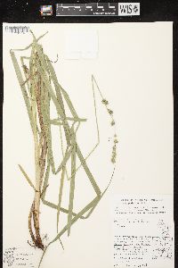 Carex sparganioides image