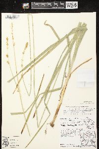 Carex sparganioides image