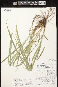 Carex sparganioides image