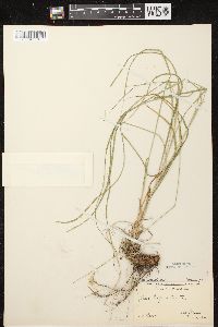 Carex sprengelii image