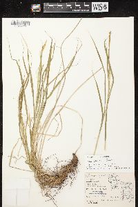 Carex sprengelii image