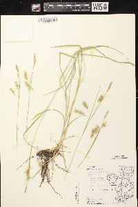 Carex sprengelii image