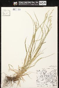 Carex sprengelii image