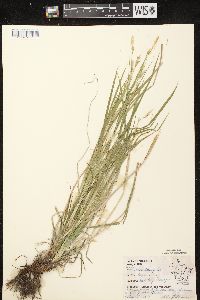 Carex sprengelii image