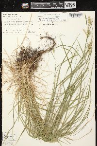 Carex sprengelii image