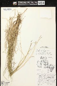 Carex sterilis image