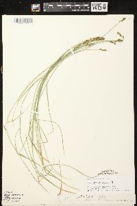 Carex sterilis image