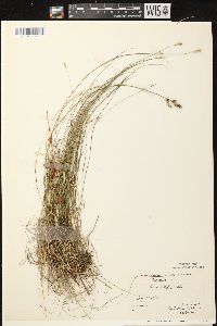 Carex sterilis image