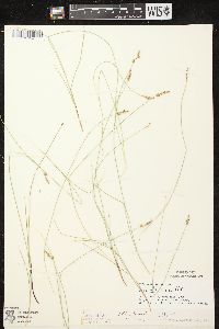 Carex sterilis image