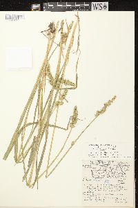 Carex stipata var. stipata image