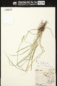 Carex stipata var. stipata image