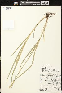 Carex stipata var. stipata image