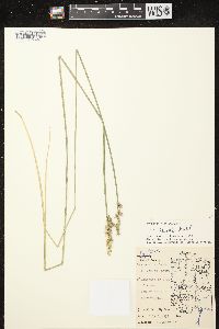 Carex stipata var. stipata image