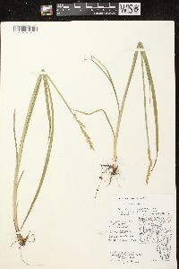 Carex stipata var. stipata image