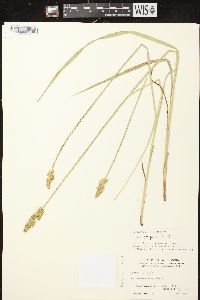 Carex stipata var. stipata image