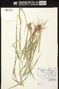 Carex stipata var. stipata image