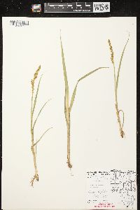 Carex stipata var. stipata image