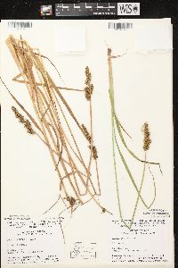 Carex stipata var. stipata image