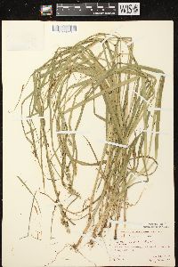 Carex stipata var. stipata image
