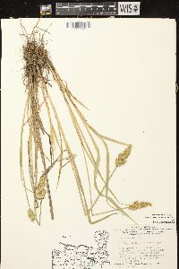 Carex stipata var. stipata image