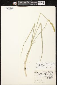 Carex stipata var. stipata image