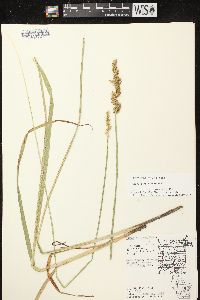 Carex stipata var. stipata image