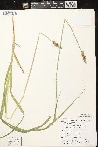 Carex stipata var. stipata image