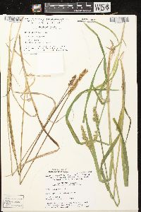 Carex stipata var. stipata image