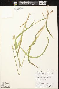 Carex stipata var. stipata image
