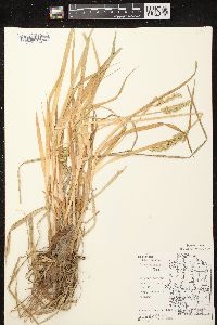 Carex stipata var. stipata image