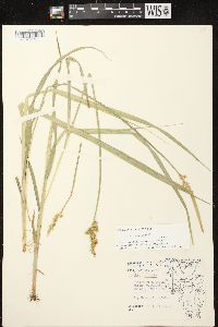 Carex stipata var. stipata image