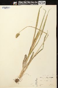 Carex stipata var. stipata image