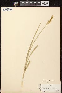 Carex stipata var. stipata image