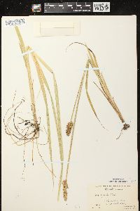 Carex stipata var. stipata image