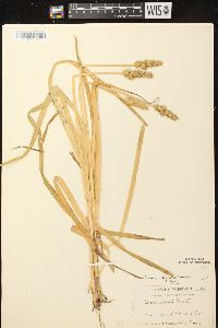 Carex stipata var. stipata image